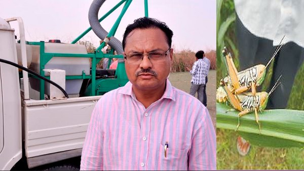 ખેડૂતોને તીડથી મળી રાહત પણ..