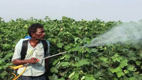 આ દવાના કારણે પાક થઈ રહ્યો છે બરબાદ