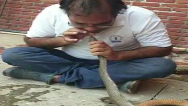 ઈન્ક્મ ટેક્સ ઓફિસરને બેભાન સાપ મળ્યો