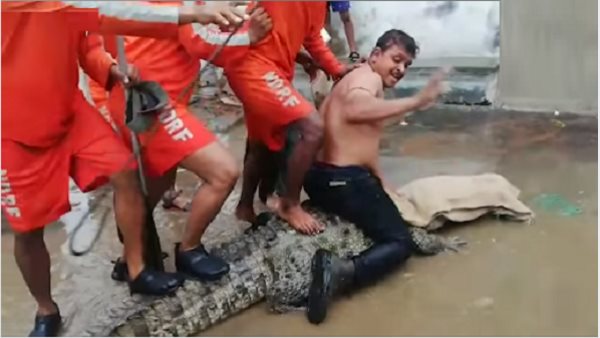 વિશ્વામિત્રી નદીમાં 10 ફૂટ સુધીના લાંબા મગર
