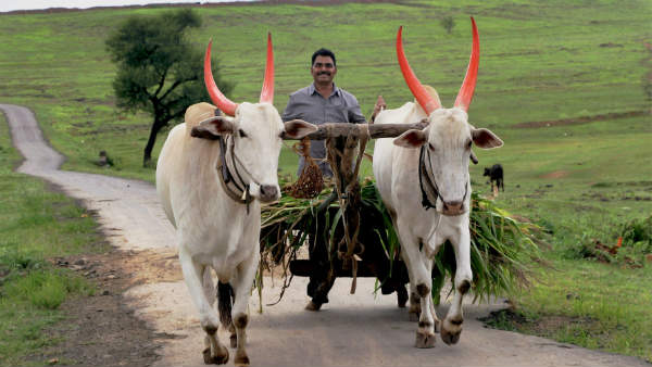 આઈપીસીને બદલે એમવી એક્ટની કલમ લગાવી દીધી