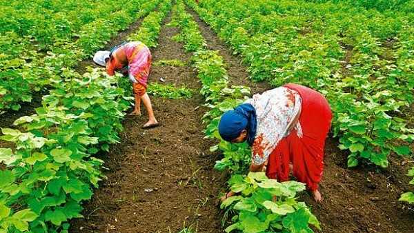 ગુજરાતમાં આ વખતે વાવણીના રેકોર્ડ તૂટી ગયા છે