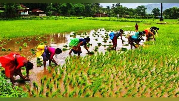 ગયા વર્ષે 75.95 હેક્ટર વિસ્તારમાં વાવેતર થયું હતું
