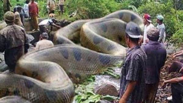 Truth Behind Viral Picture That Claiming Snake Killed 257 People