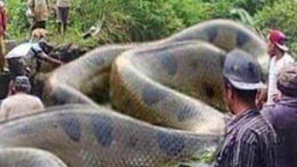 એમેઝોન નદી પાસે મળ્યો