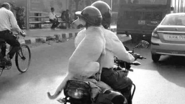 દિલ્હીની છે તસવીર