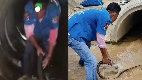 શુ તમે 13 ફુટ લાંબો કિંગ કોબ્રા જોયો
