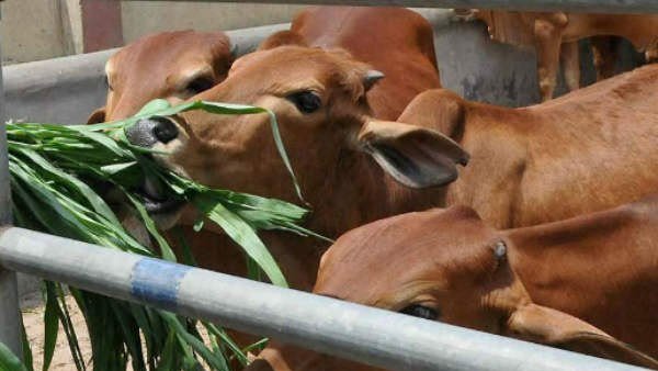 બીએસએફએ ઘણી ગાયોને પકડી