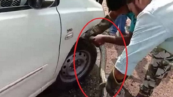 કારના પૈડાં નીચે લપેટાયેલો હતો અજગર