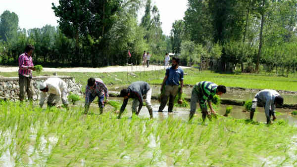 કેટલા ખેડૂતોને મળ્યા પૈસા
