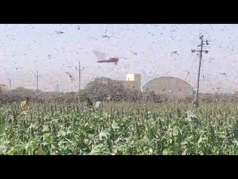 એક દાયકા બાદ ત્રાટક્યા તીડ