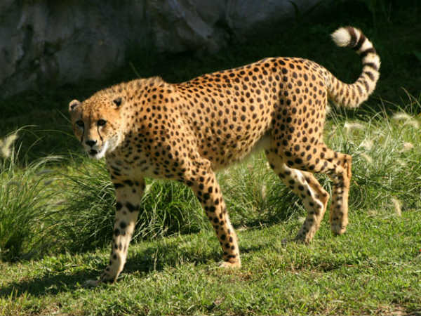ચિંતાજનક સ્થિતિ