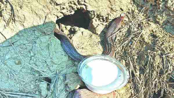 સાપ જુઓ -