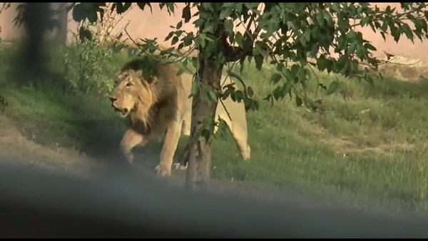 છેલ્લા બે વર્ષમાં સિંહોના મોતના અધધ.. આંકડા.