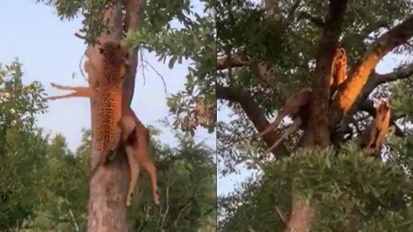 પ્રાણીઓની હત્યા કોઈ આપત્તિથી ઓછી નથી