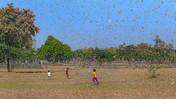 તીડન સૌથી મોટો હુમલો
