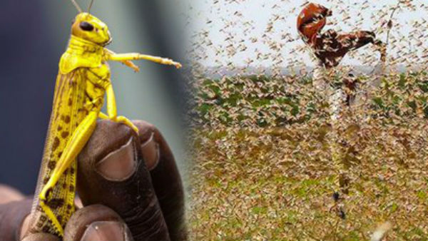 યુપીમાં તીડનું આક્રમણ