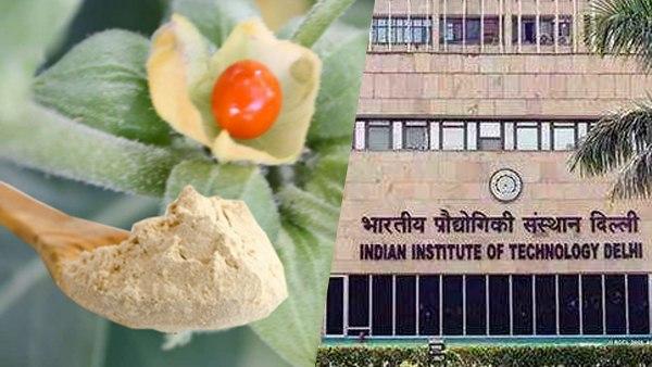 અશ્વગંધાથી કોરોનાનો ઈલાજ સંભવ!