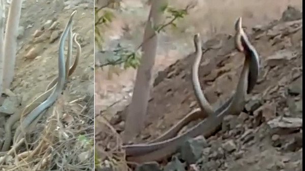 રાજકોટથી 40 કિમી દૂર ગામની ઘટના