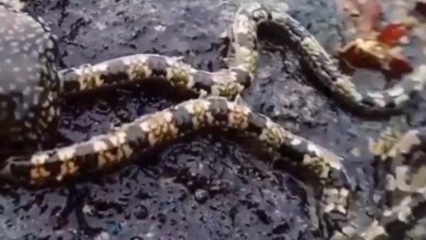 લાખો લોકોએ વીડિયો જોયા