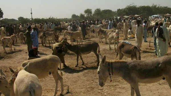 સર્બિયામાં બનાવવામાં આવે છે પનીર