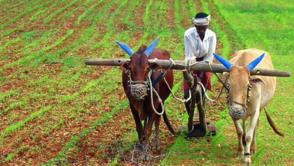 આપદાથી બરબાદ થયેલ પાકનું વાળતર ચૂકવાશે