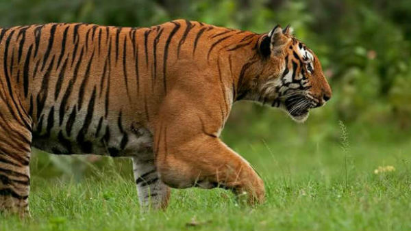 500 કિલોમીટર દૂર ગયો હતો