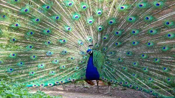 નાચતો મોર