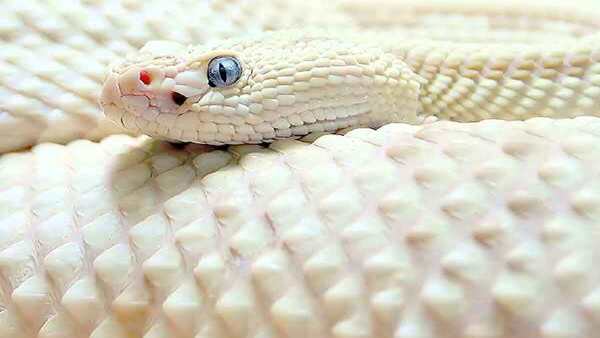 સફેદ સાપ