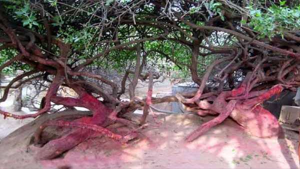 કૃષ્ણ અને રાધા બંને આવે છે