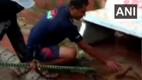 ગલીઓમાં ફરી રહ્યો હતો મઘર