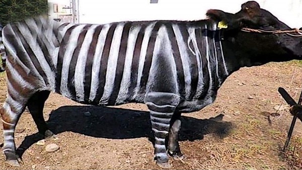 ભેસ