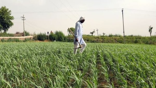 યુપીના ખેડૂતોનું કડવું સત્ય