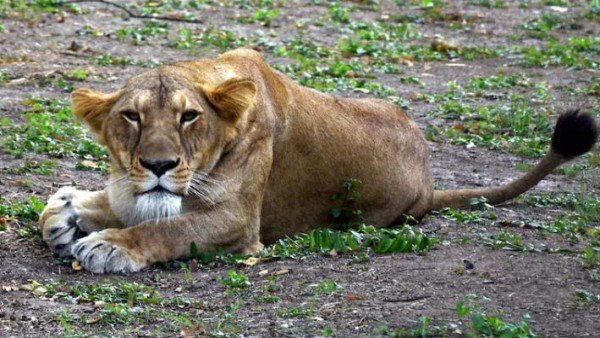 lion lion