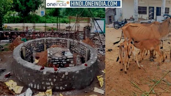 ગયા વર્ષે ગાય કરુણાનું અવસાન થયું હતું