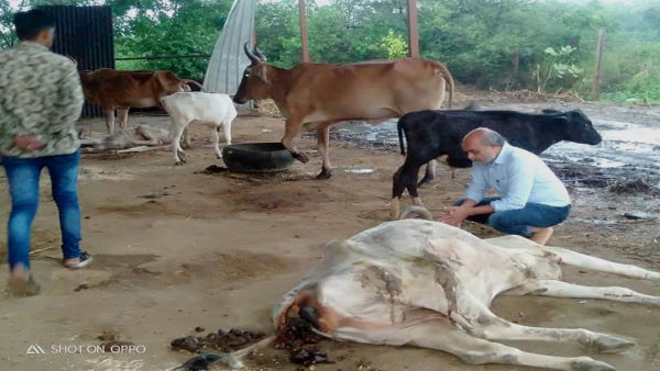 ગોશાળા 2009 થી કાર્યરત
