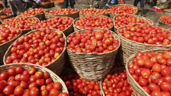 રોગો સામે લડવામાં મદદરૂપ છે ટામેટા
