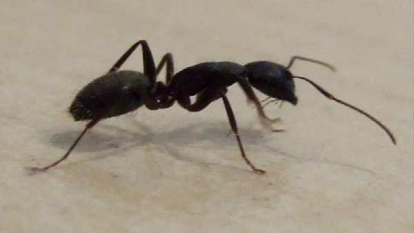 કાળી કીડીઓ હોય છે સુખનો સંકેત