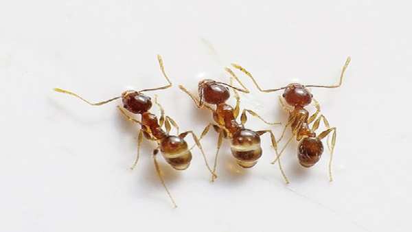 લાલ કીડીઓથી થઈ જાવ સાવધાન
