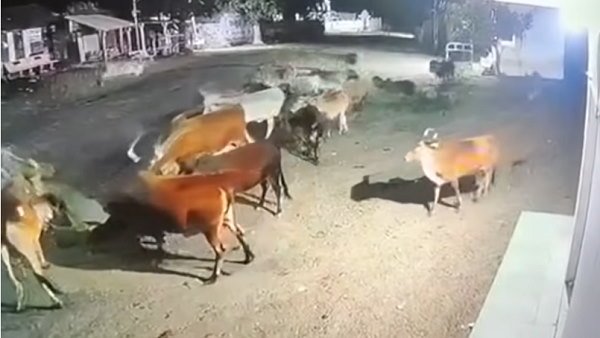અમરેલીના એક ગામની ઘટના
