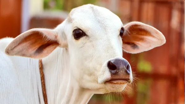 ગાયના પેટમાં કેવી રીતે પહોંચી સોનાની ચેઈન
