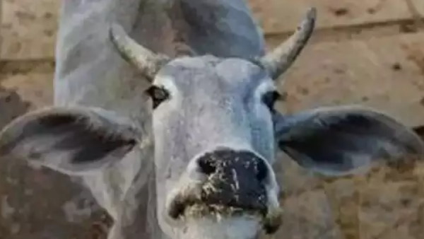 ગાય પૂજન વખતે ગાય ગળી ચેઇન