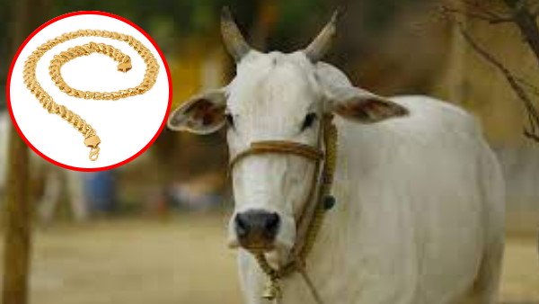 એક મહિના સુધી રાખી ગાયના છાણ પર નજર