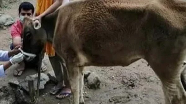 ગાયનું કર્યું ઓપરેશન