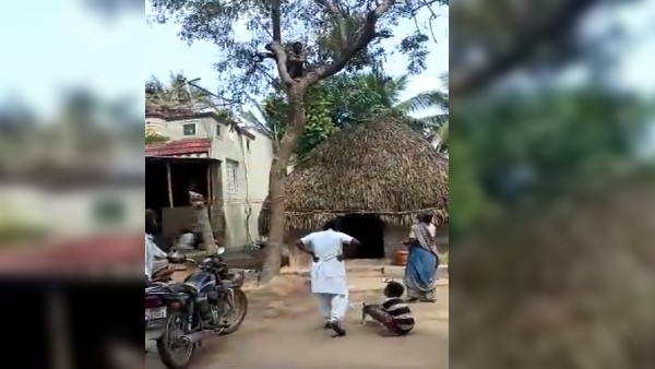 રસીથી બચવા ઝાડ પર ચઢી ગયો