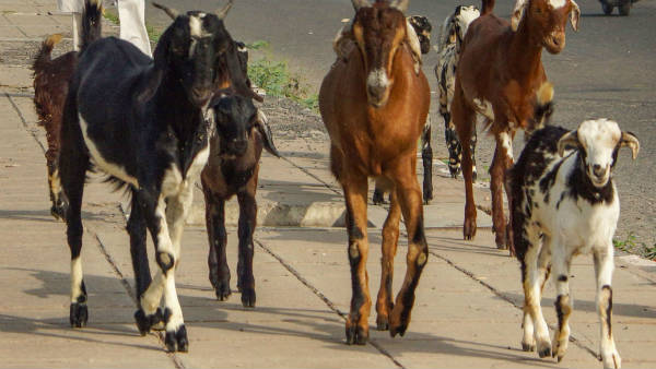 કુરબાનીના નિયમ