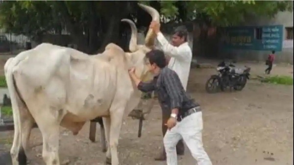 સતત પશુઓમાં લક્ષણો દેખાઈ રહ્યાં છે