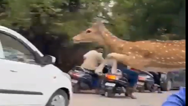 હરણના બચ્ચાનો હનુમાન કુદકો