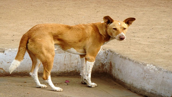 પાલતુ પ્રાણીનુ કરાવવુ પડશે રજિસ્ટ્રેશન