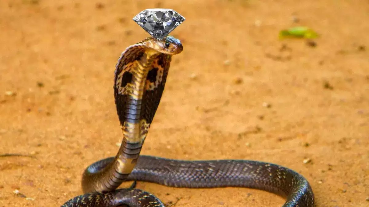 કયા સાપ પાસે હોય છે નાગમણી? લોકો કેવી રીતે ઓળખી શકે? Which snakes